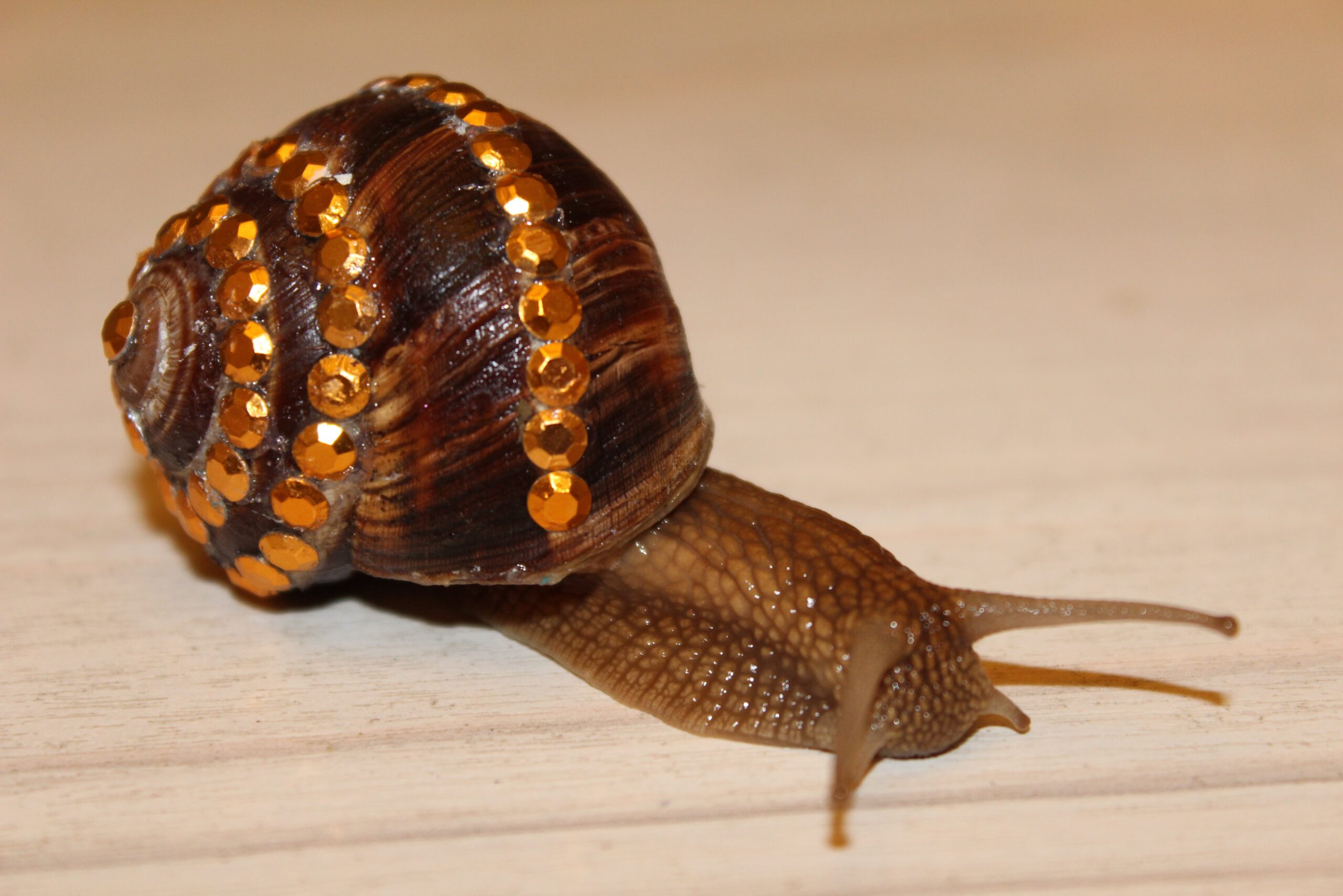 snail_beauty
