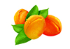 Apricot1